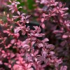 Berberis thunbergii 'Harlequin' - Thunbergi kukerpuu 'Harlequin' C2/2L